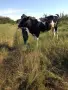 продавам заплодена юница, снимка 2