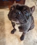 Френски булдог на 3 години, снимка 2