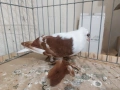 саксонски чайки , снимка 4