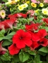 Petunia grandiflora ‘Go Tunia Red’ Каскадна Петуния Go Tunia Red – червена), снимка 2