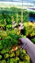 Астилбе, Astilbe, многогодишно за сянка!!, снимка 3