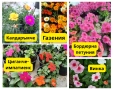 ЦВЕТЯ-Расад💥 Всичко по 1€- до изчерпване на количеството 🔥, снимка 1