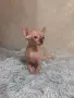 Канадски сфинкс и елф , снимка 5