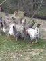 пилета легбар крем пиленца, снимка 2
