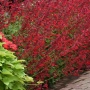 Салвия Червен Роман, Salvia Roman Red или по-известна като Градински чай!!, снимка 3