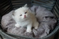 Чистокръвни котенца РАГДОЛ търсят своите любящи семейства!, снимка 9