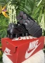 !НОВИ! Nike Shox TL | Triple Black | + КУТИЯ, снимка 7