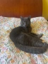 Котарак търси партньорка, снимка 2