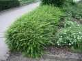Лоницера, Lonicera nitida Elegant, снимка 2