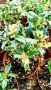 Османтус Гошики, Osmanthus heterophyllus Goshiki, снимка 4