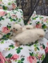 Персийски котенца Крем Пойнт (Хималайски), снимка 5