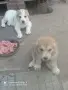 Свободни две женски , снимка 3
