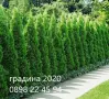 Западна туя Смарагд (Thuja occidentalis Smaragd), снимка 1