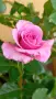 Роза Флорибунда Kordes® shocking blue , снимка 5