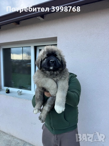 Кавказка овчарка