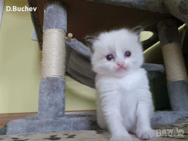 Ragdoll Cats / Регдол Котенца , снимка 5 - Други - 54549671