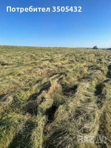 Бали сено
