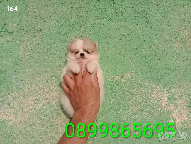 Померани. Снимки от днес !