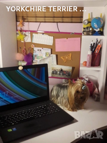 Супер мини йоркшерски териери, снимка 4 - Йоркширски териер - 54349627