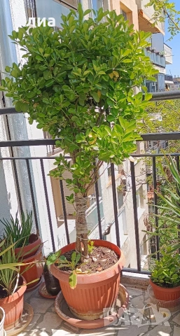 Многогодишен зелен храст Euonymus japonicus