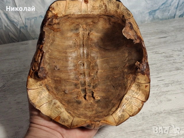 Стара Коруба от Костенурка , снимка 7 - Антикварни и старинни предмети - 54752857