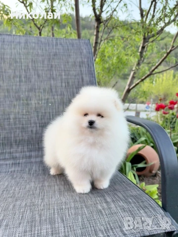 Померан мини момиче с всички ваксини, снимка 8 - Померан - 54340871