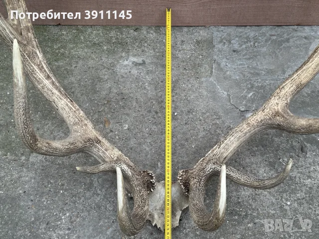 Трофейни рога от благороден елен 100 см., снимка 2 - Други - 55443910