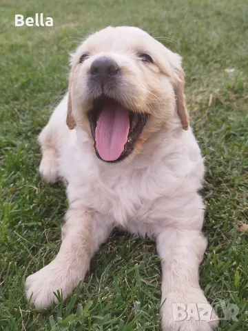 Golden retriever /puppies , снимка 2 - Голдън ретривър - 55483387