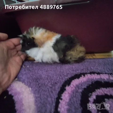Морски свинчета, снимка 2 - Морски свинчета - 55331648