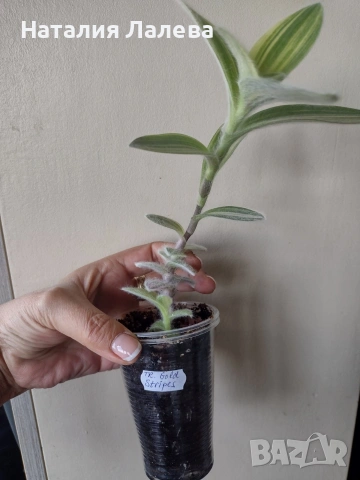 Традесканция, tradescantia Gold stripes, снимка 3 - Стайни растения - 55231460