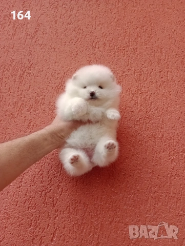 Бели Померани на различни възрасти., снимка 4 - Померан - 54135417