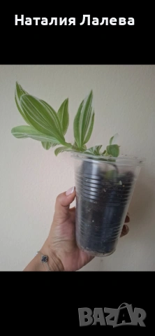 Традесканция, tradescantia albiflora albovittata, снимка 4 - Стайни растения - 55019196
