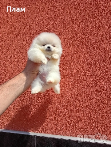 Мини Померанчета. Миниатюрни. Реални снимки от 29.04.26 г.