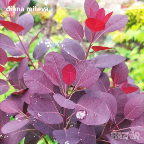 Червенолистна Смрадлика, Cotinus Royal purple или още Тетра!!!, снимка 3 - Градински цветя и растения - 54657841