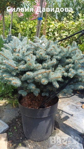 Глаука глобоза Glauca globosa, снимка 5 - Градински цветя и растения - 55227366