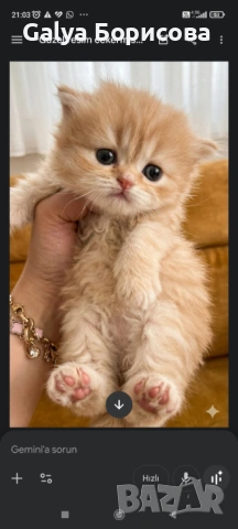 Британски биколори , снимка 3 - Британска късокосместа - 54162093