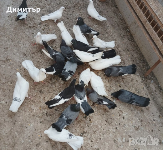 8 броя гълъби на глас 
