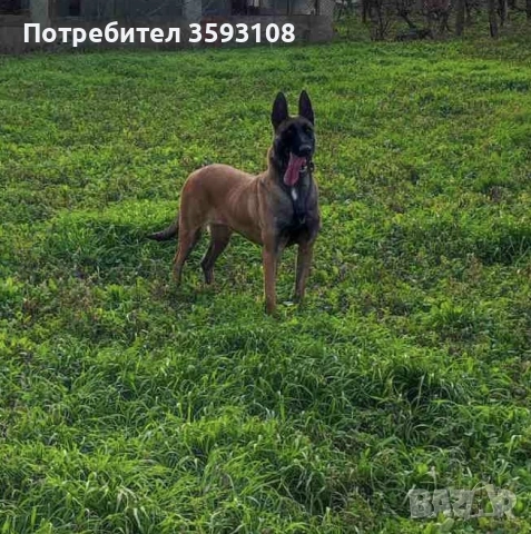 Кученца порода Малиноа, снимка 8 - Белгийска овчарка - 55072954