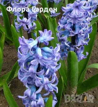 Луковици ЗЮМБЮЛ - Предварителни поръчки, снимка 15 - Градински цветя и растения - 51033126