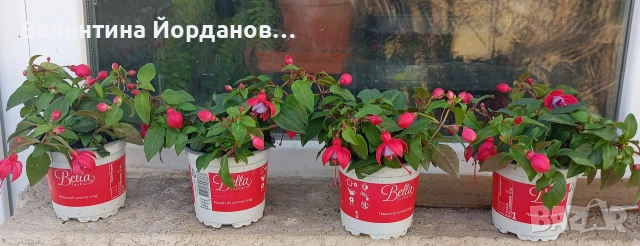 фуксия обичка каскадни 