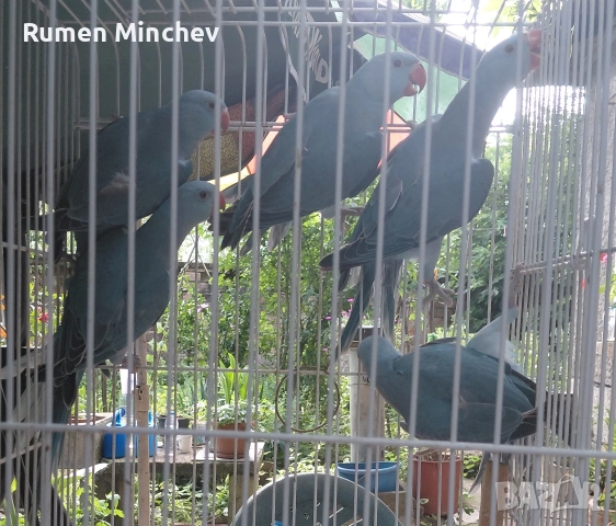 Малък Александър