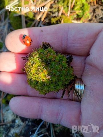 Натурален горски мъх за декорация , снимка 4 - Декорация за дома - 54095481