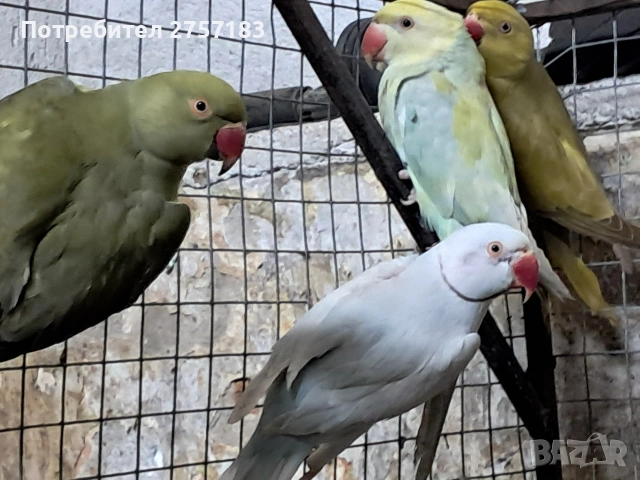 продавам малки александри