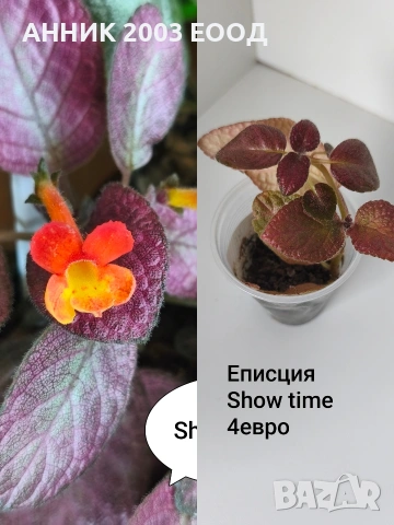Сортови колерии,еписции., снимка 12 - Стайни растения - 55055306
