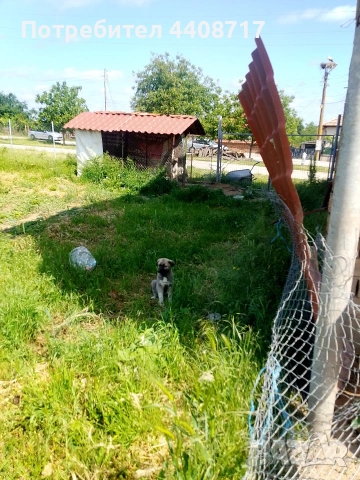Продавам кучета кангали на 17 дена , снимка 9 - Кангал - 53942803