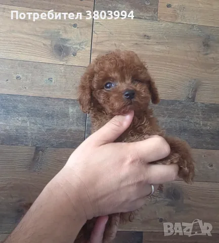 Много дребни червени Той пудели. , снимка 5 - Пудели - 55610329