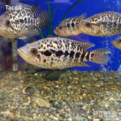 Ягуар 10 -12см