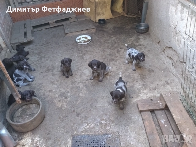 Дратхаари от Митьо, снимка 3 - Дратхаар - 54692592