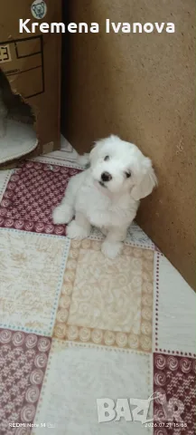 Малтийски болонки
