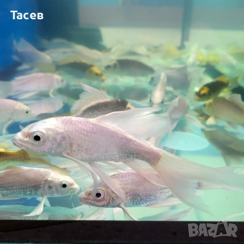 Японски шарани кои12-15см